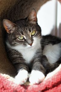 Close-up portrait of a cat resting