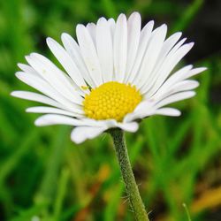 Close-up of white daisy flower