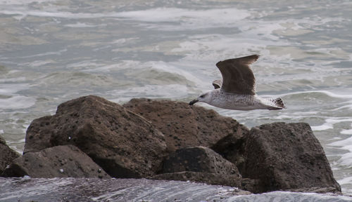 Close-up of seagull perching on sea shore