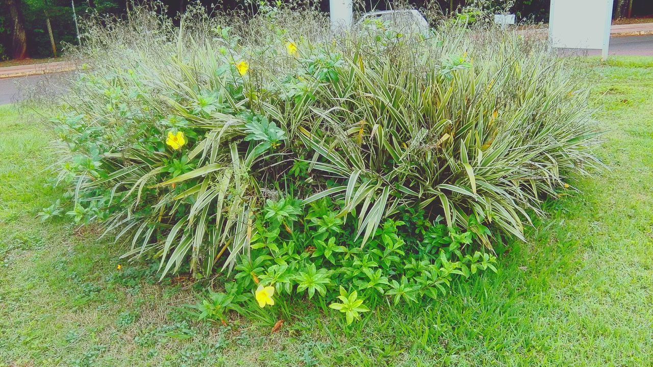 CLOSE-UP OF GRASS IN FIELD