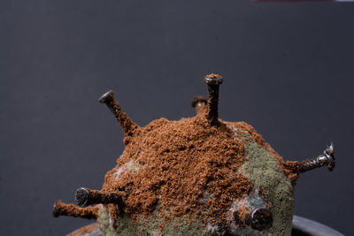 Close-up of rusty nails against blue background