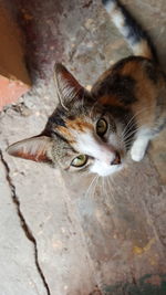 Close-up portrait of cat