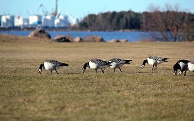 Flock of birds on field