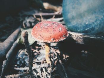 Detail shot of mushroom on ground