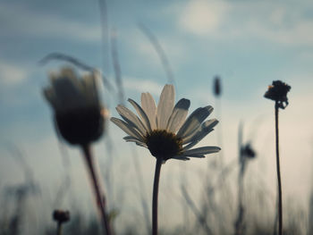 Close-up of flowers blooming outdoors