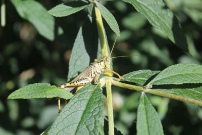 Close-up of insect on plant