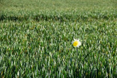 Yellow flowers blooming in field