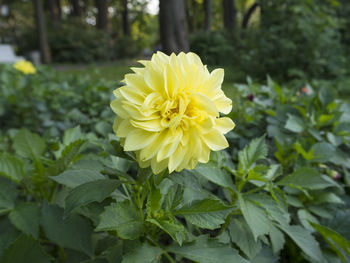 Close-up of yellow flowering plant