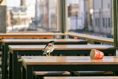 A noisy miner bird perched atop a table in an urban outdoor setting