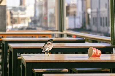 Close-up of bird perching on railing