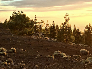 Trees on landscape against sky