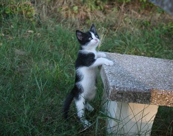 Cat sitting on a field