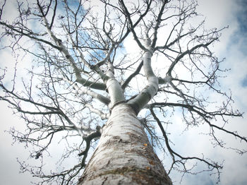 Low angle view of tree against sky