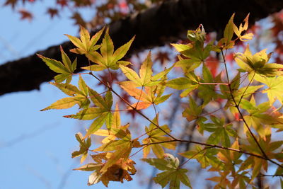 Close-up of yellow maple leaves on plant