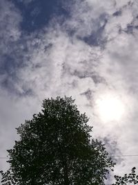 Low angle view of tree against sky