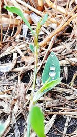 High angle view of dry leaves on field