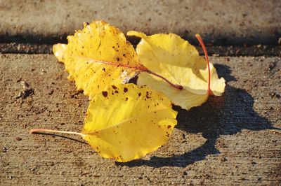 Close-up of yellow maple leaf on street