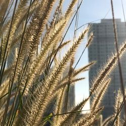 Close-up of plants against clear sky