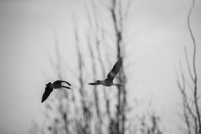 Birds flying in the sky