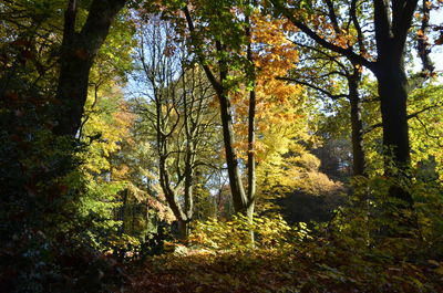 Trees growing in forest