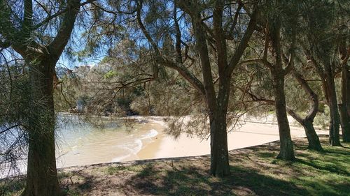 Trees by lake in forest