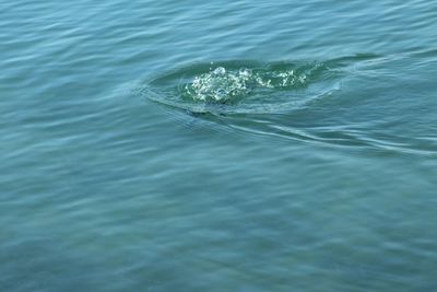 High angle view of swimming in sea