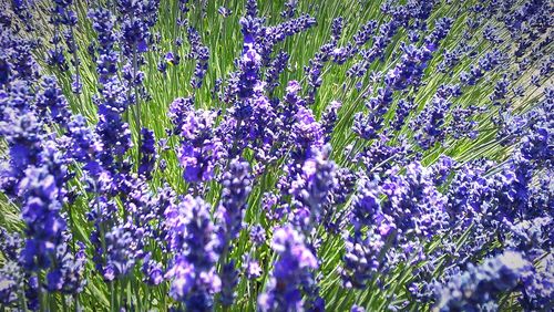 Full frame shot of lavender field