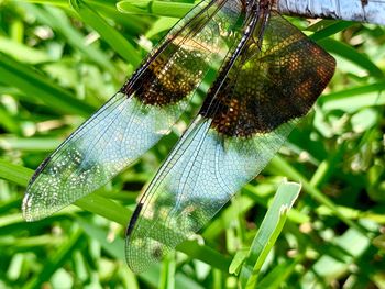 Close-up of butterfly on leaf