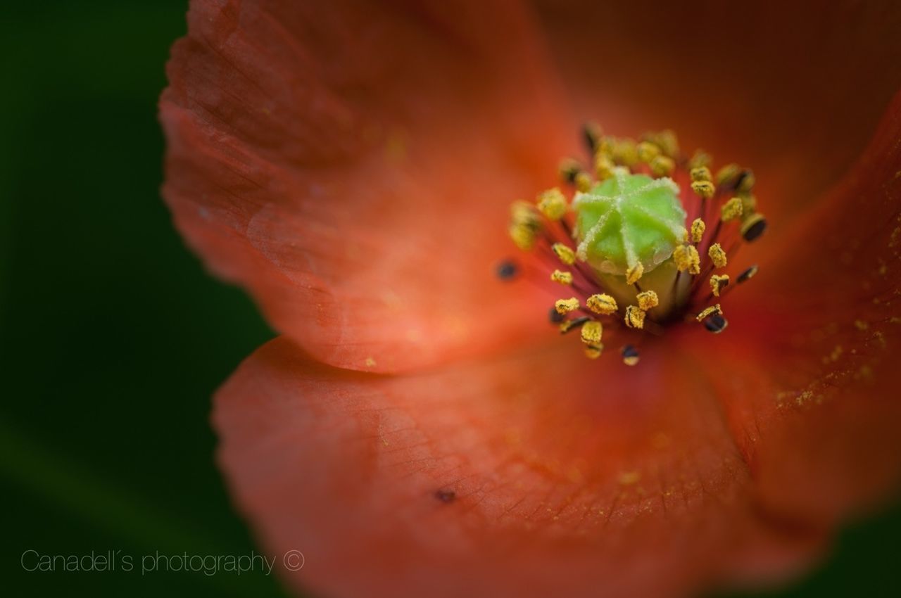 flower, petal, close-up, freshness, flower head, fragility, growth, beauty in nature, red, nature, single flower, stamen, focus on foreground, part of, selective focus, plant, macro, pollen, orange color, botany