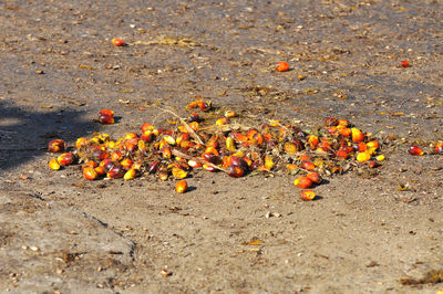 Close-up of berries on sand