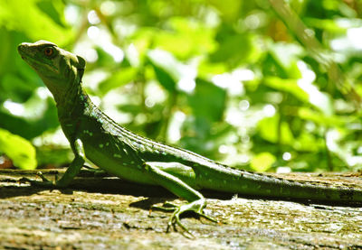 Close-up of a lizard