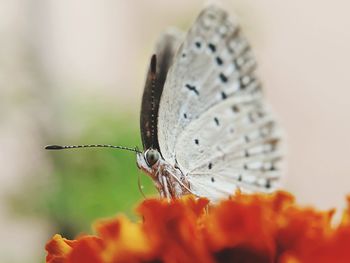 Close-up of butterfly pollinating on flower