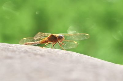 Close-up of insect on rock