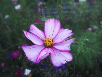 Close-up of pink cosmos flower blooming outdoors