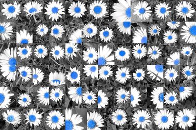 Low angle view of flowers against blue sky