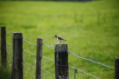 Bird perching on wooden post