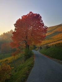 Road amidst trees against sky during autumn