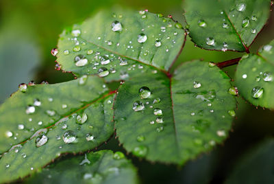 Close-up of water droplets on rose leaves during rainy season