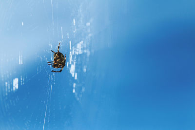 Close-up of spider on web against sky
