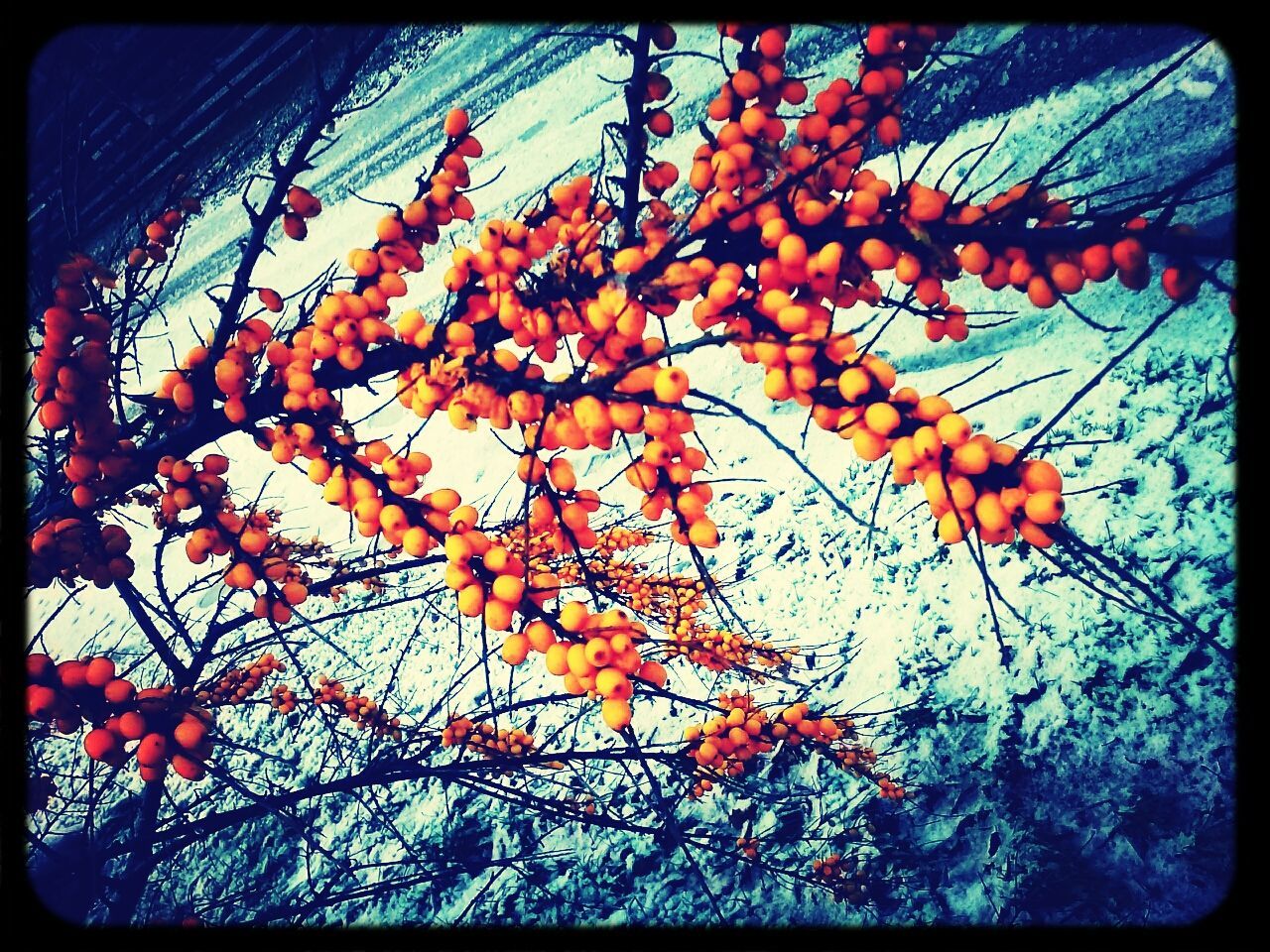 transfer print, branch, low angle view, tree, auto post production filter, growth, flower, freshness, nature, leaf, beauty in nature, blossom, sky, day, season, fragility, autumn, orange color, outdoors, no people