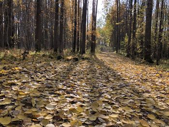 View of autumnal trees in forest