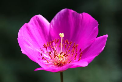 Close-up of pink flower