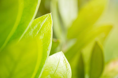 Close-up of fresh green leaves