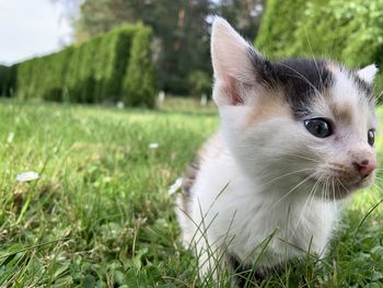 Portrait of a cat on field