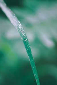 Close-up of water drops on grass