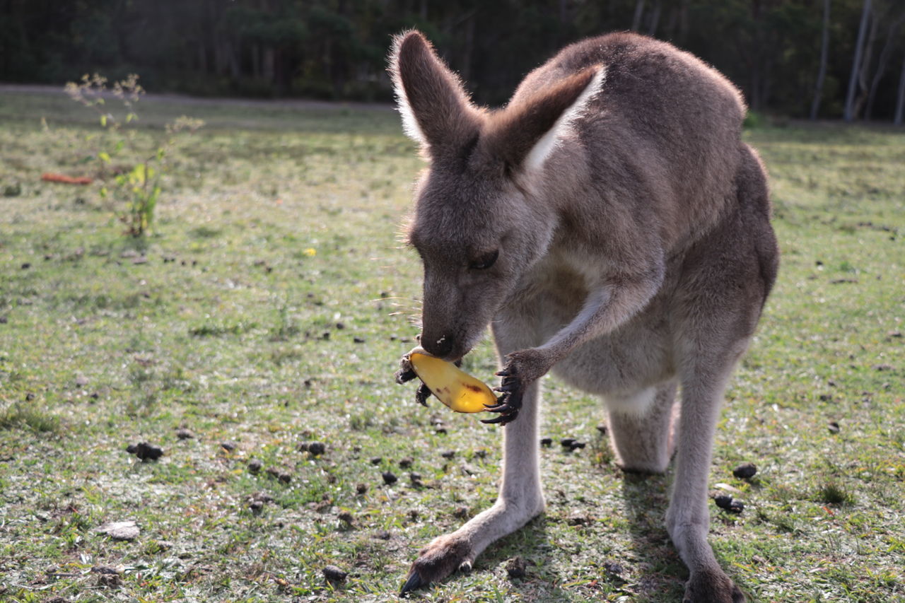 mammal, animal themes, animal, one animal, field, domestic animals, vertebrate, focus on foreground, land, animal wildlife, day, domestic, no people, nature, eating, pets, food, animals in the wild, outdoors, plant, animal head, herbivorous, mouth open