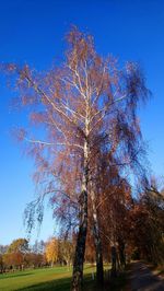 Trees on field against clear blue sky