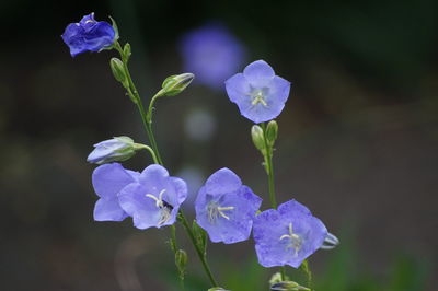 Close-up of purple flowers blooming outdoors