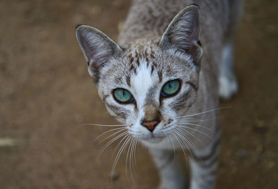 Close-up portrait of tabby cat