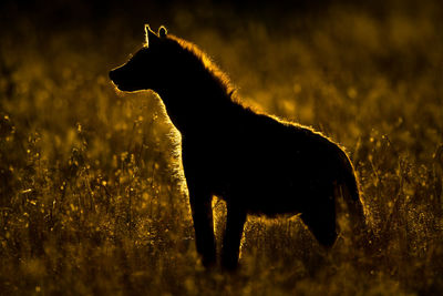 Spotted hyena stands silhouetted in long grass